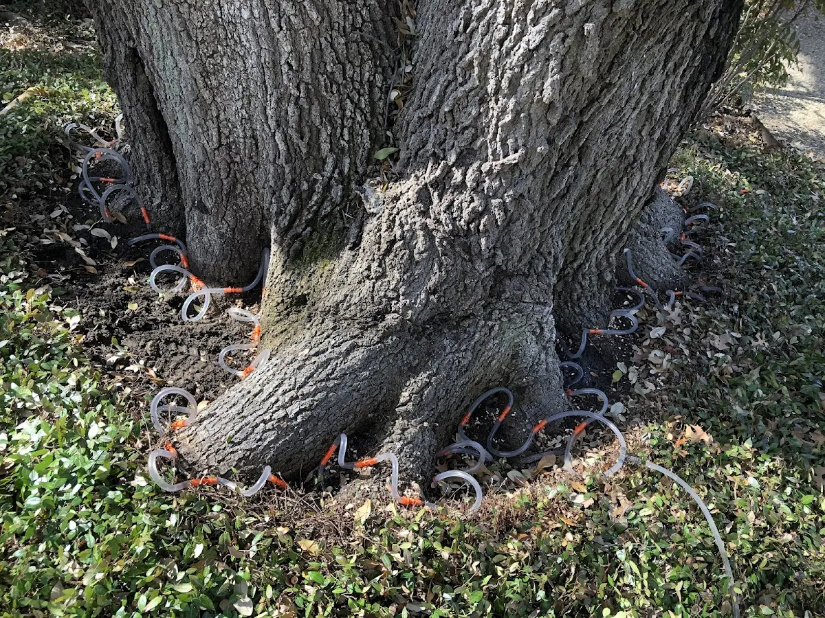 Detailed Tree Cabling and Bracing job site in Glenfield