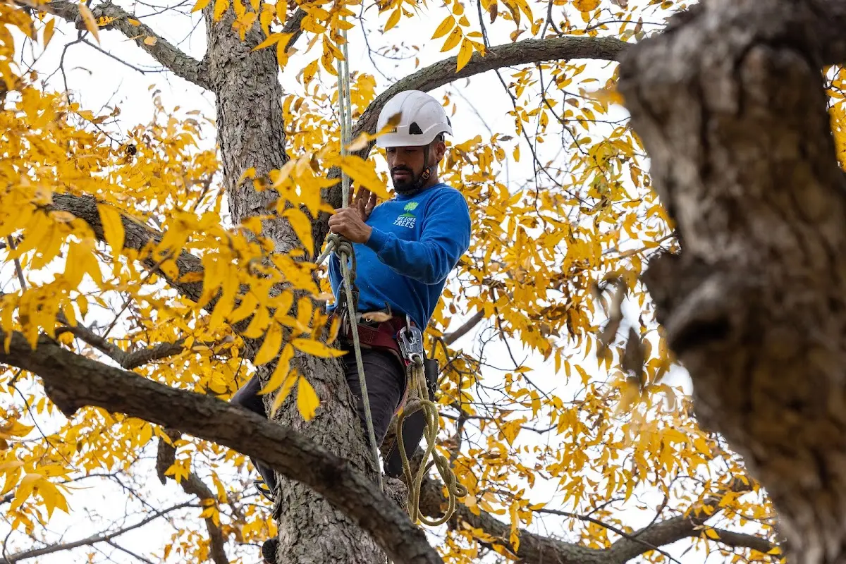 Skilled Tree Transplanting crew working in Glenfield